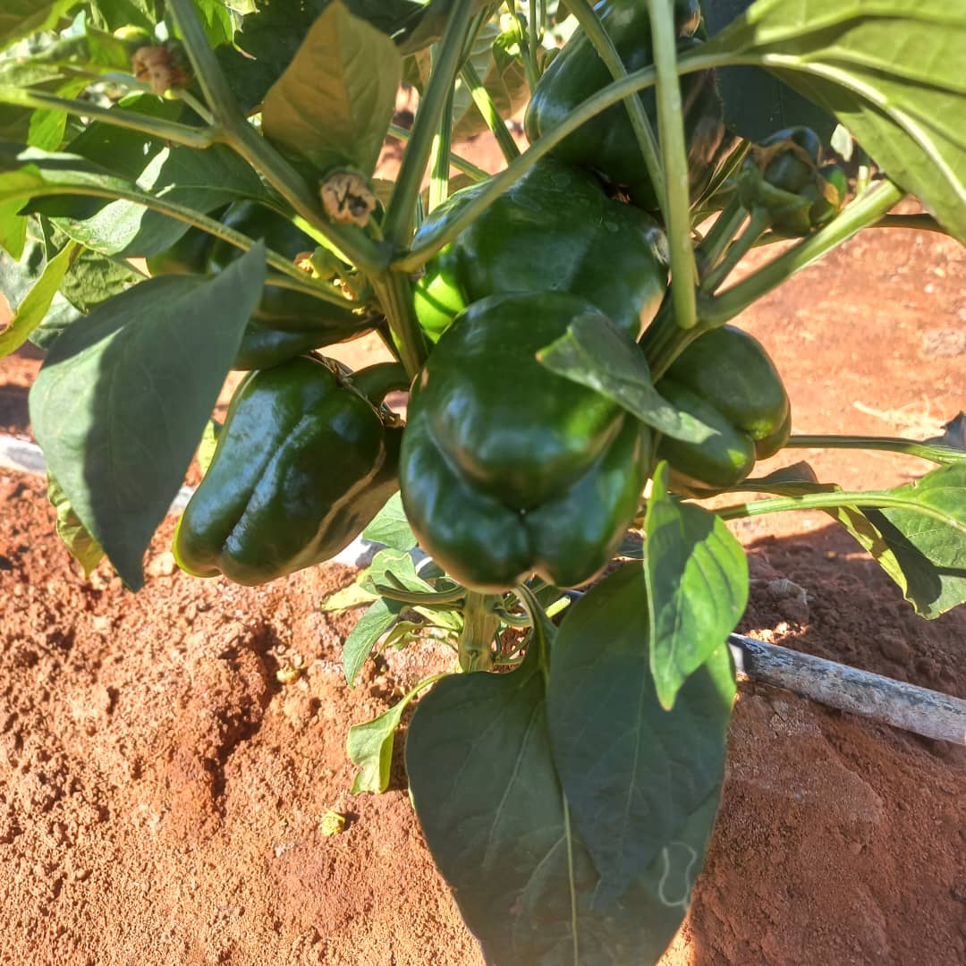 Tapologo Farm