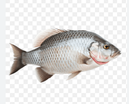 Fishery
