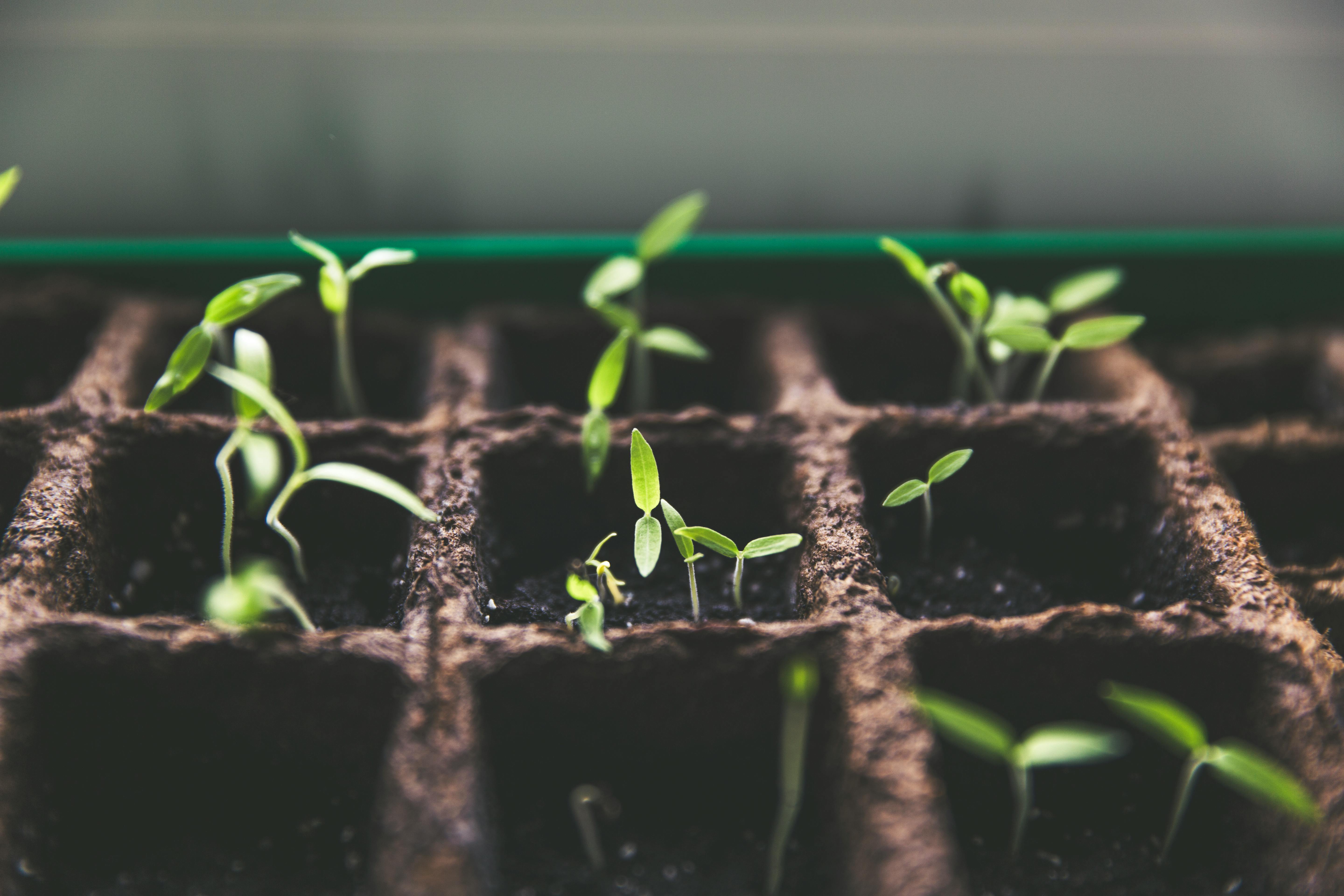 Seedlings
