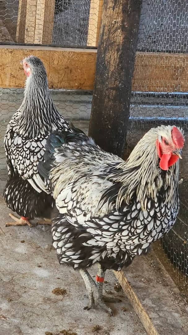 Silver Laced