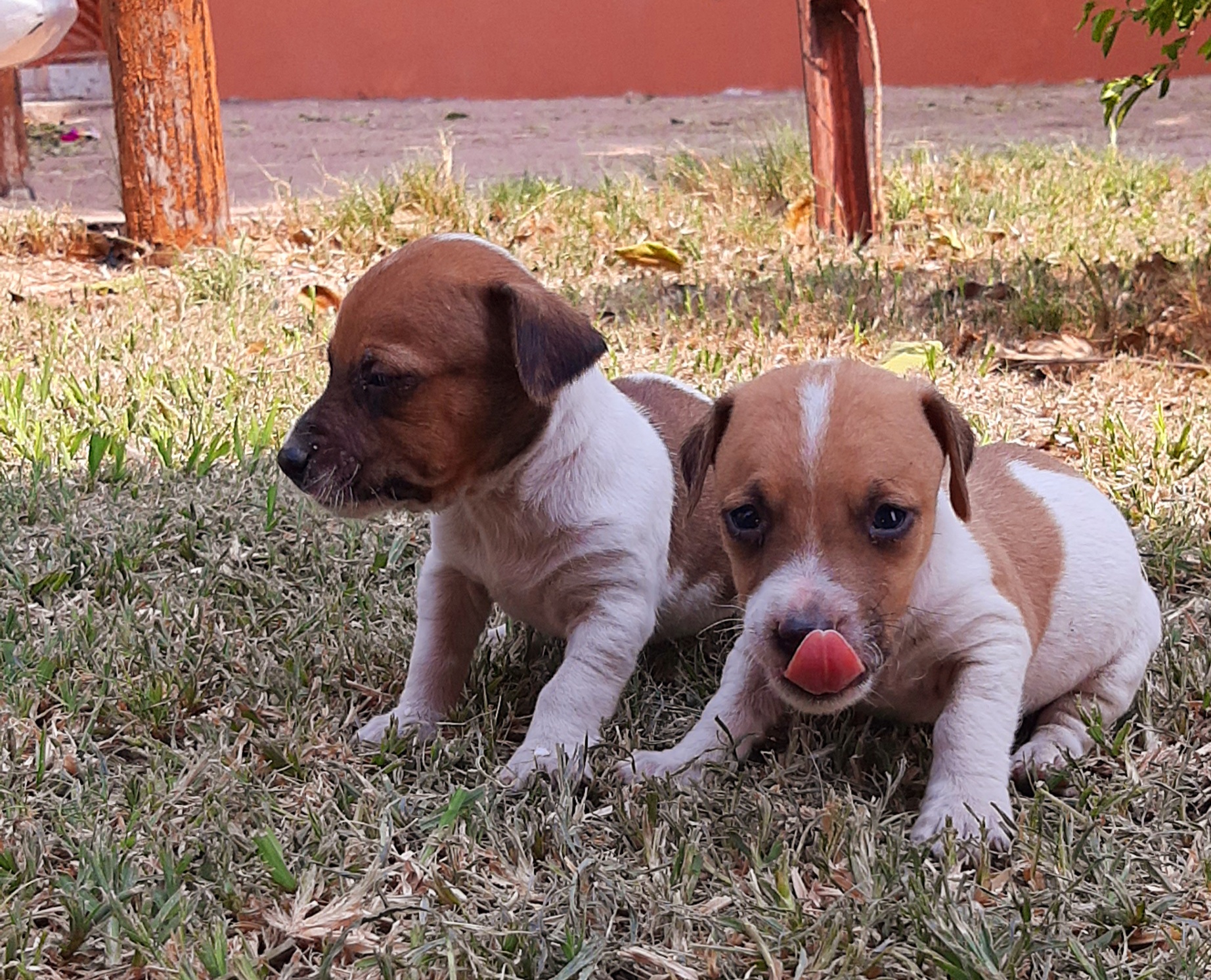 Jack Russell Terrier