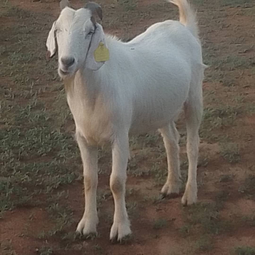 Tswana Goat