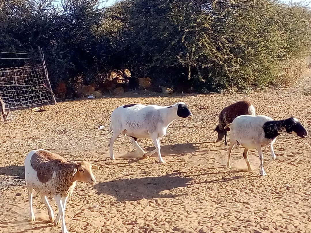 Tswana Sheep