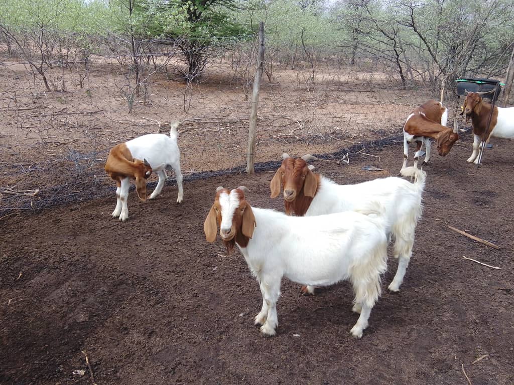 Cross Boer Goat