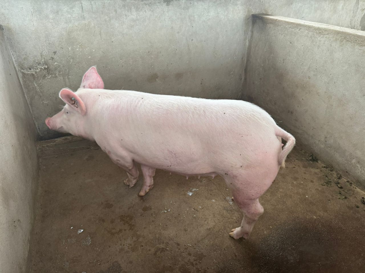 Female|Sow Pigs