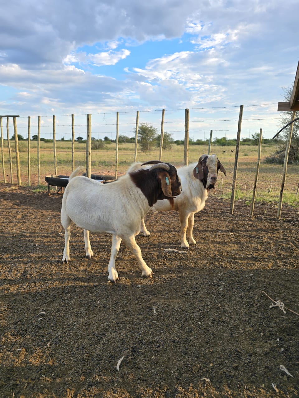 Boer Goat