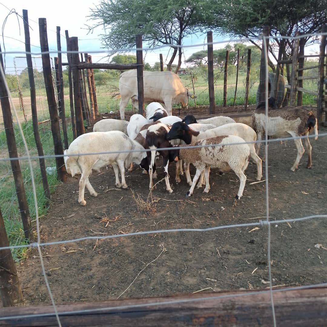 Tswana Sheep