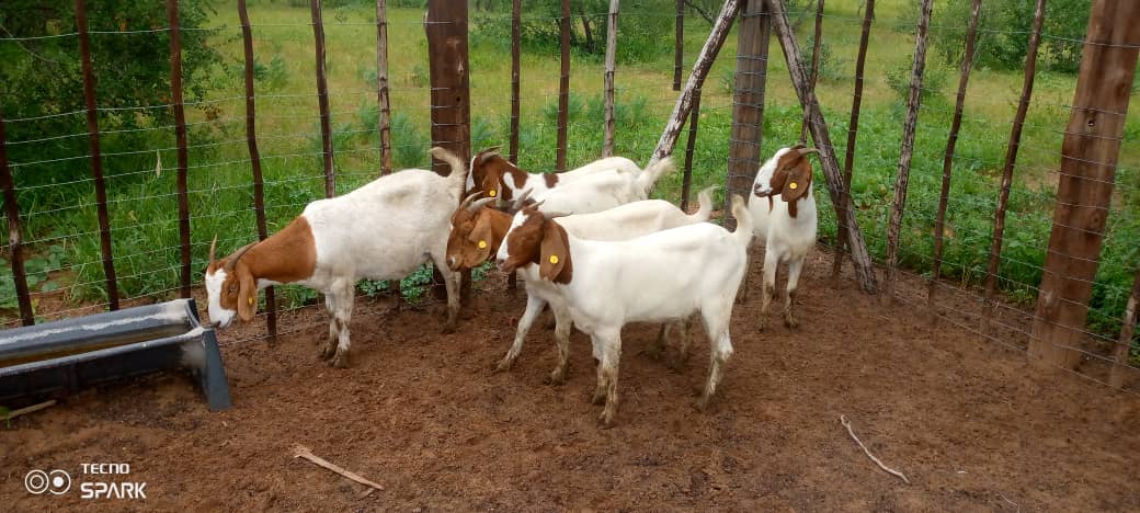 Boer Goat