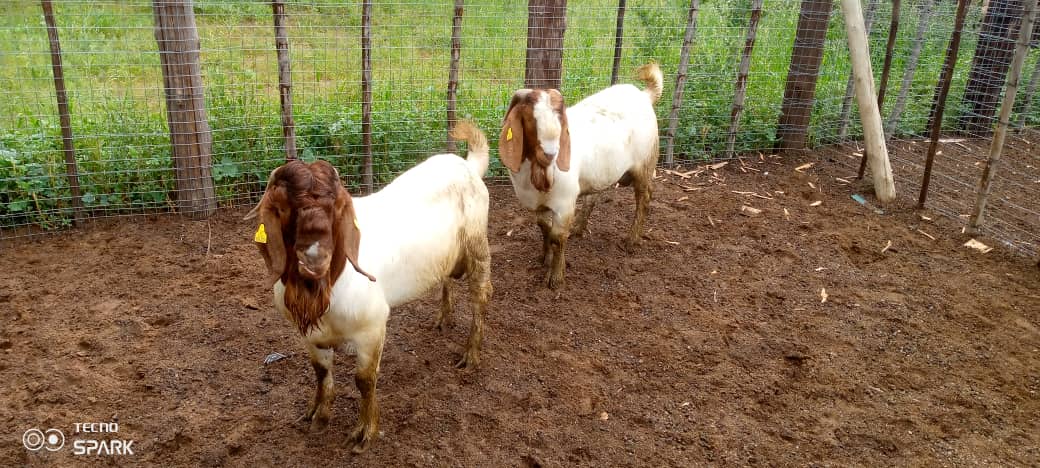 Boer Goat