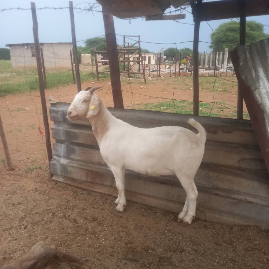 Tswana Goat