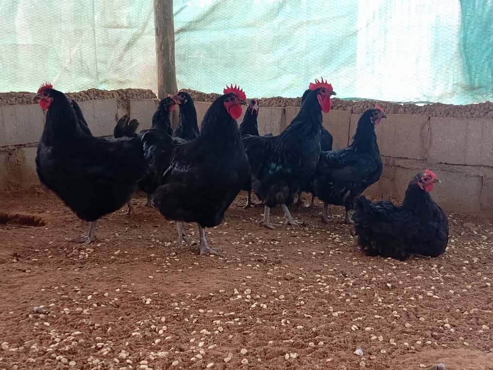 Black Austrolop
