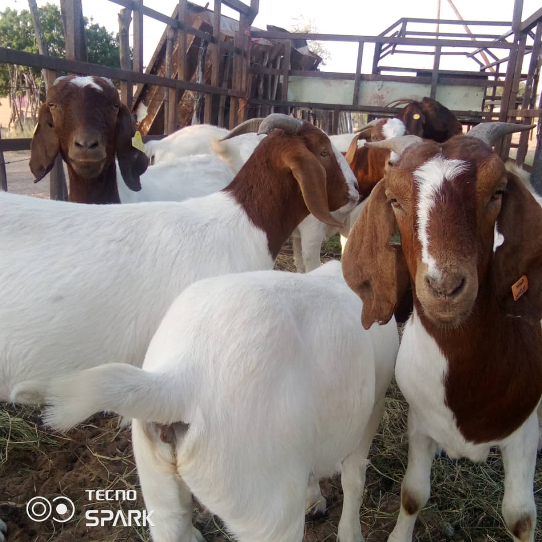 Boer Goat