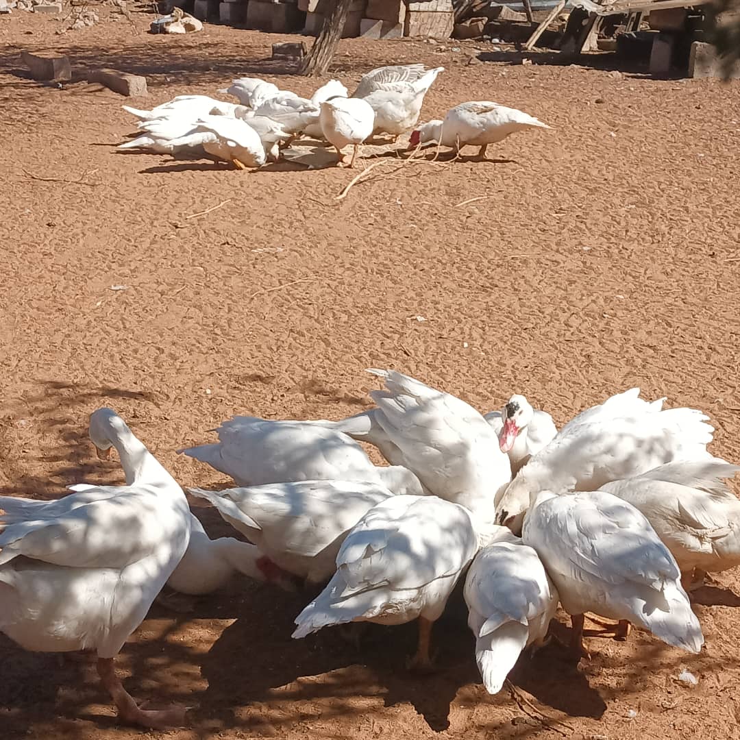 Mascovy Ducks