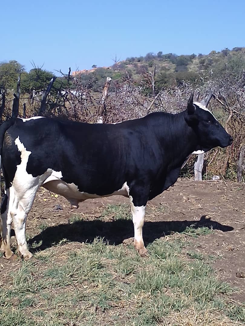 Brown Swiss