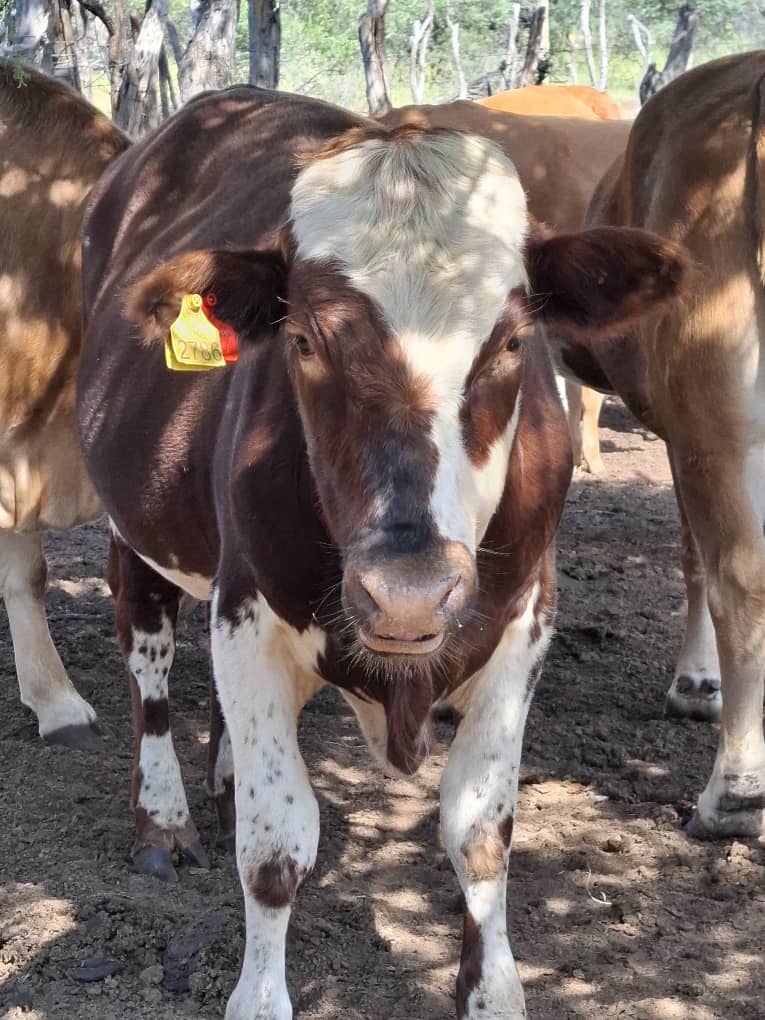 Simmental