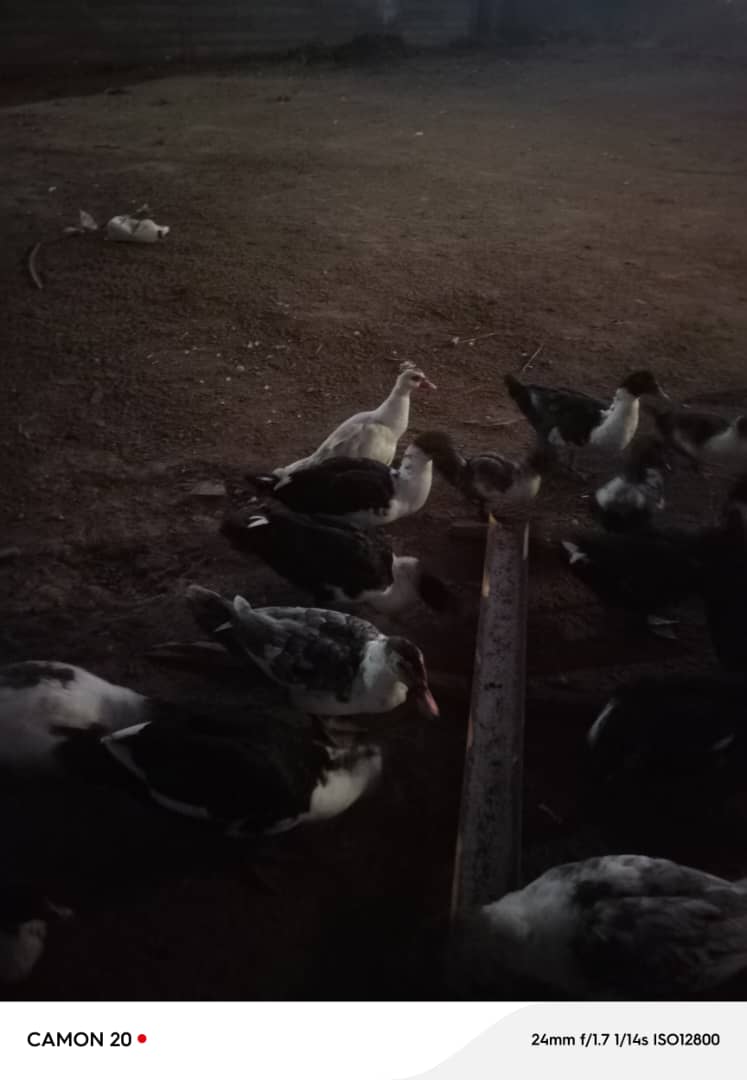 Ducks