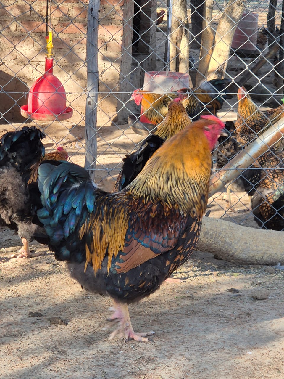 Gold Laced