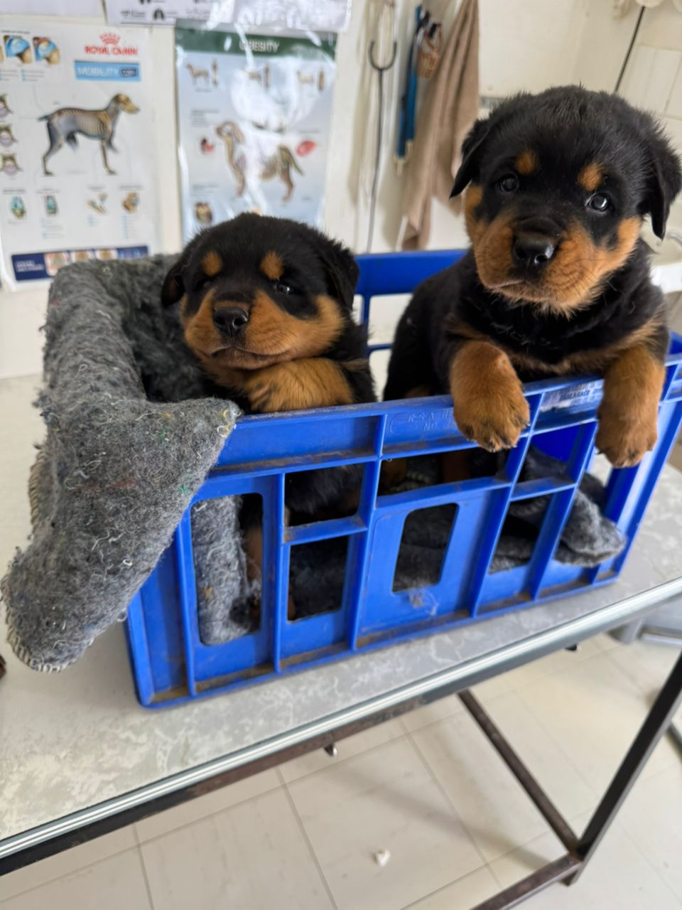 Rottweiler