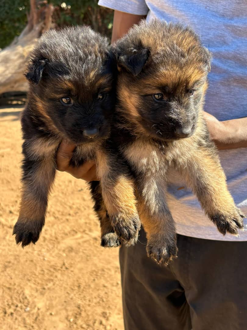 German-Shepherd