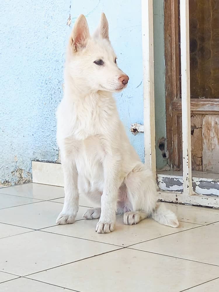 Siberian-Husky