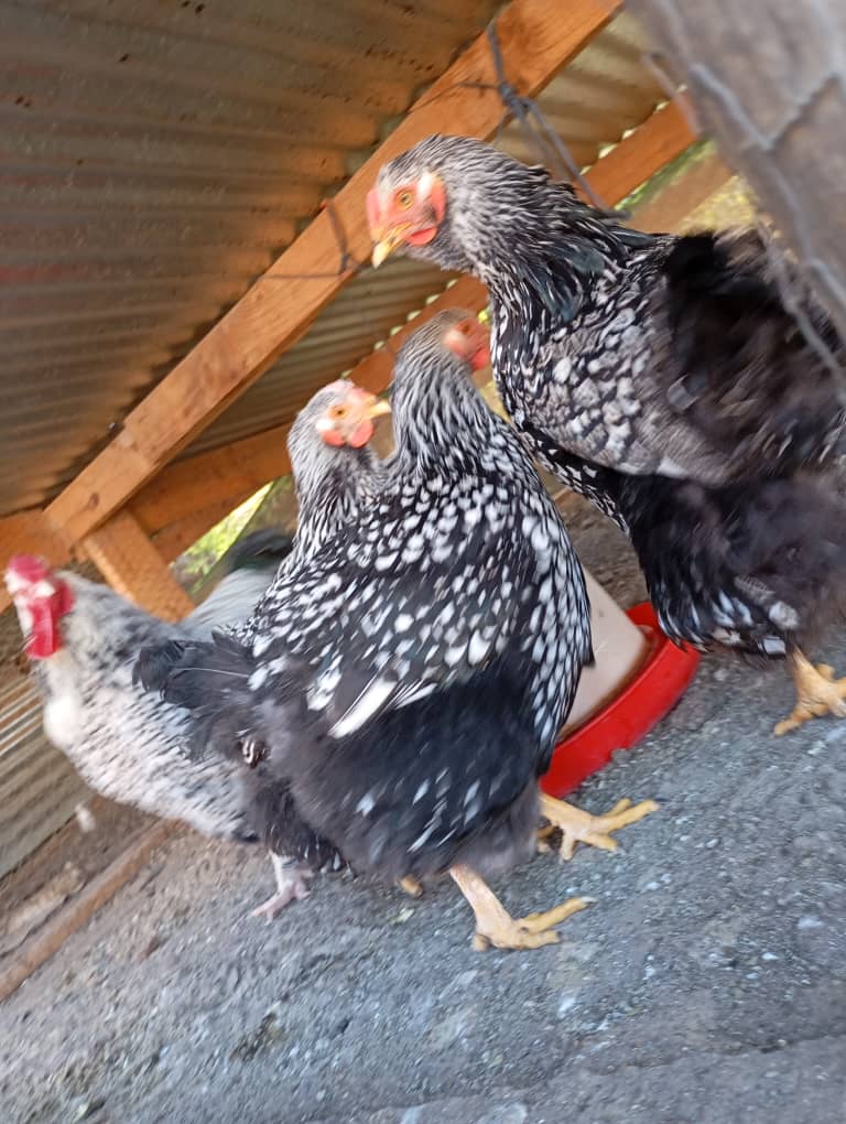 Silver Laced