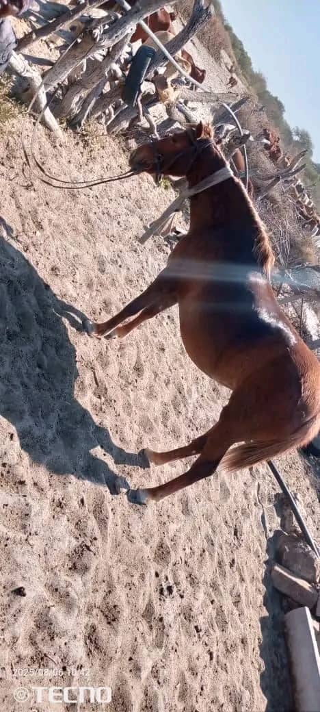Horse