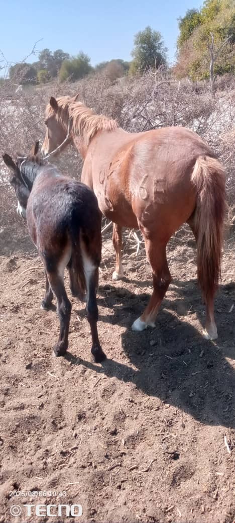 Female|Horse