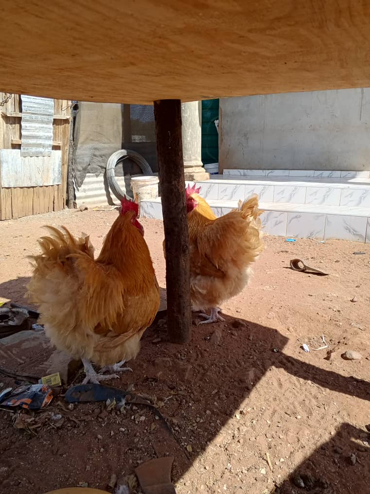 Buff Orpington