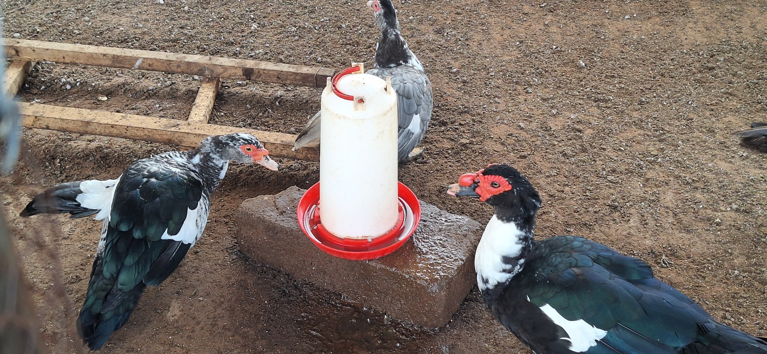 Mascovy Ducks