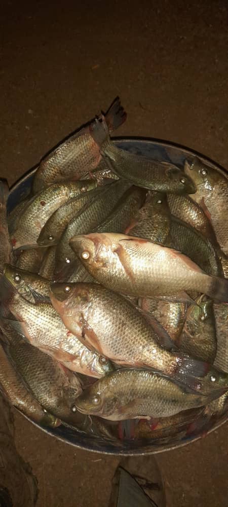 Fish