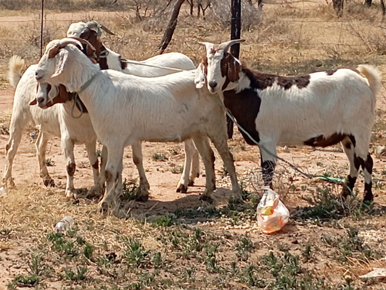 Tswana Goat