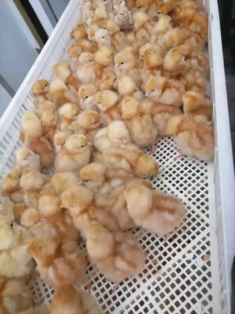 Broiler_Chicks