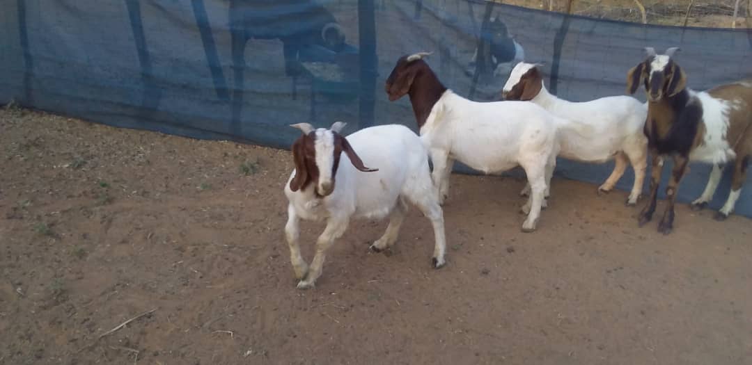 Tswana Goat