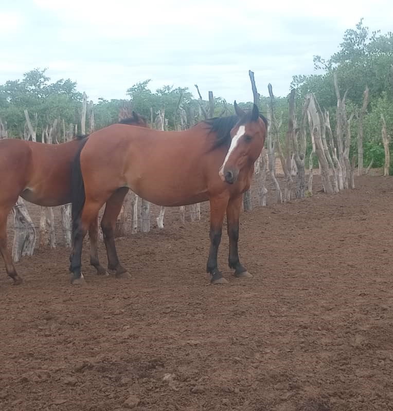 Female|Horse