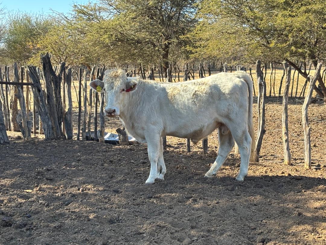Charolais