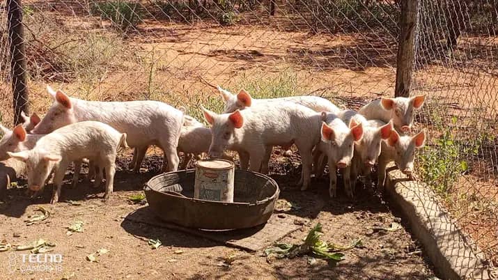 Young Pigs