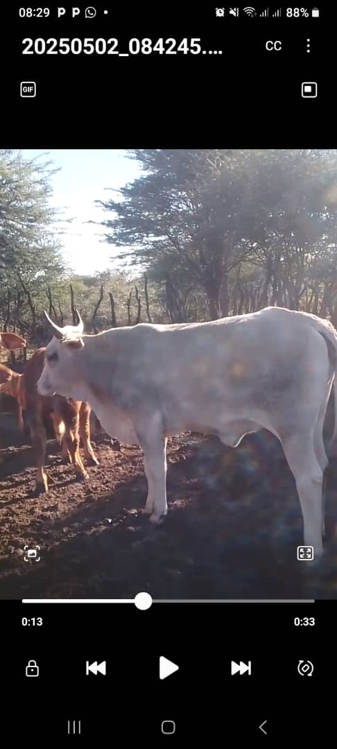 Tswana Cattle