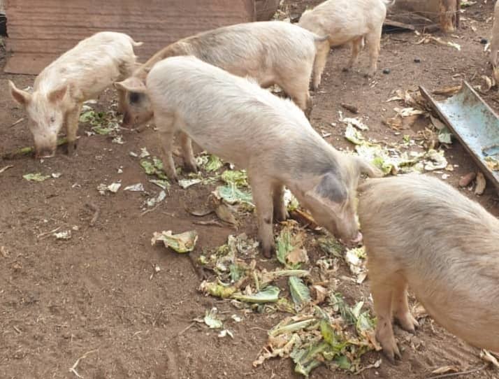 Pigs