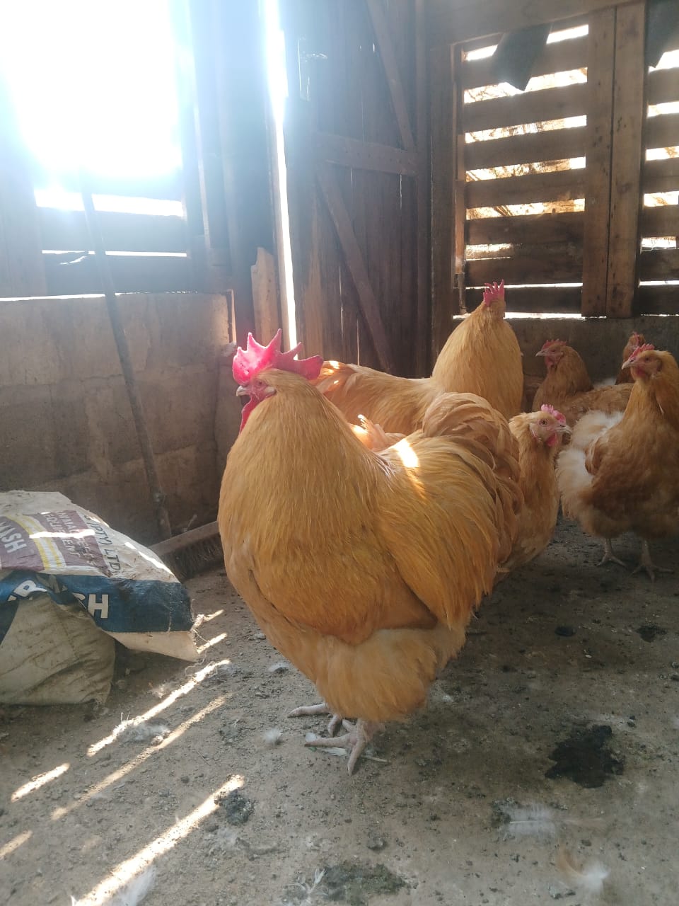 Buff Orpington