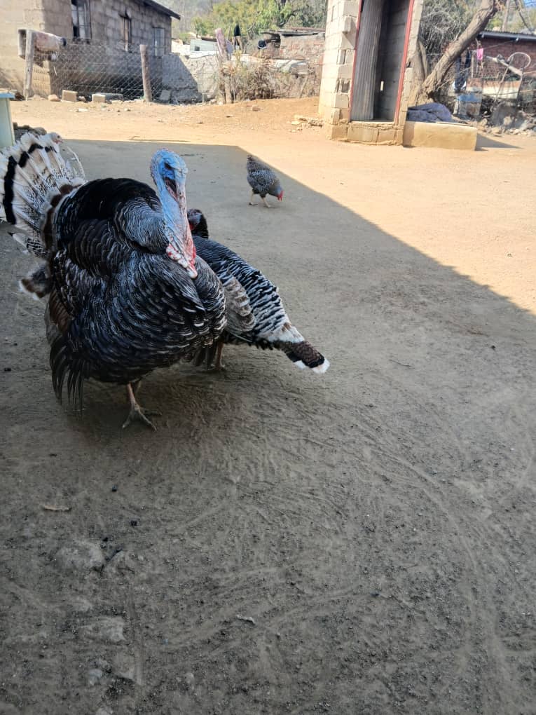 Turkey