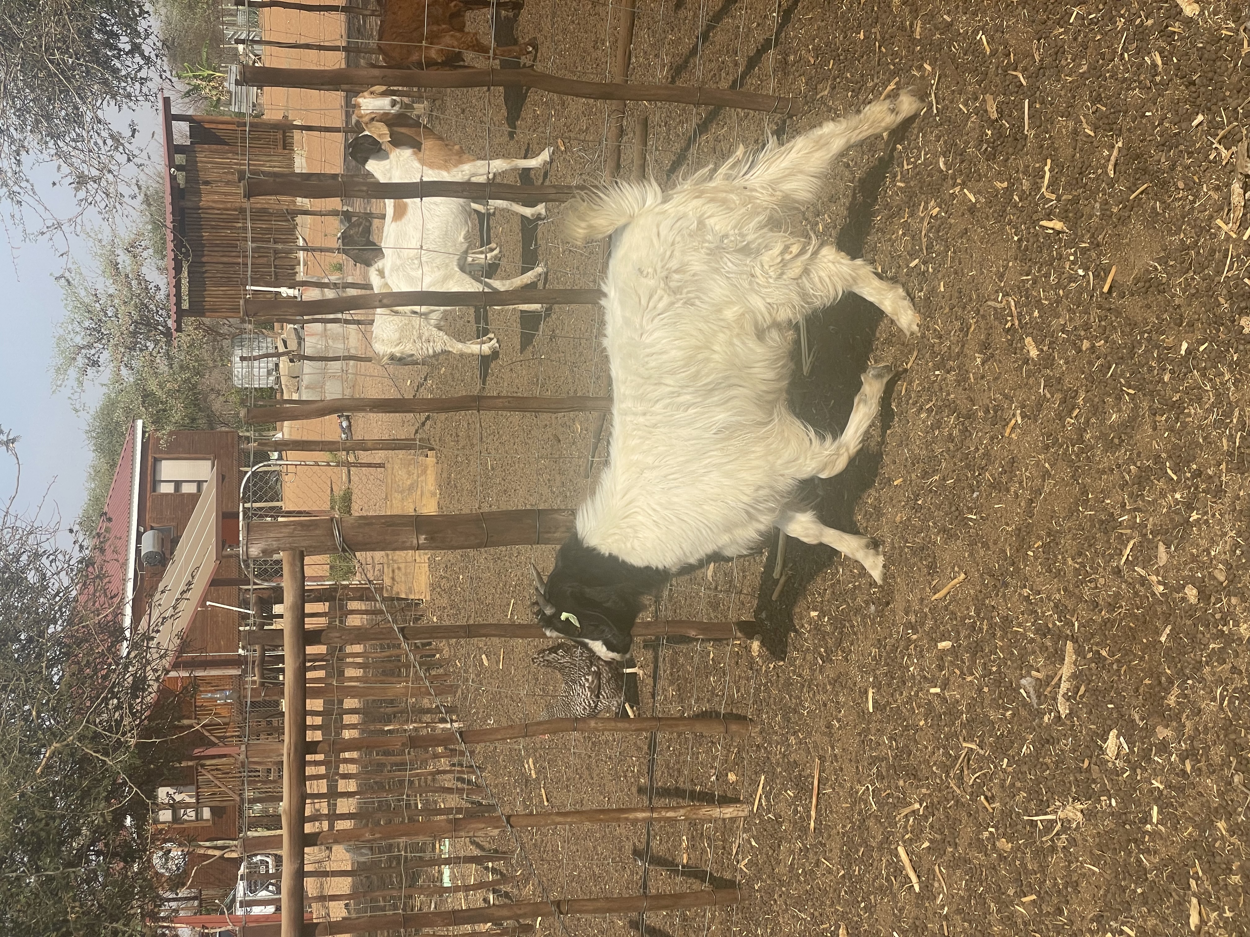 Cross Boer Goat