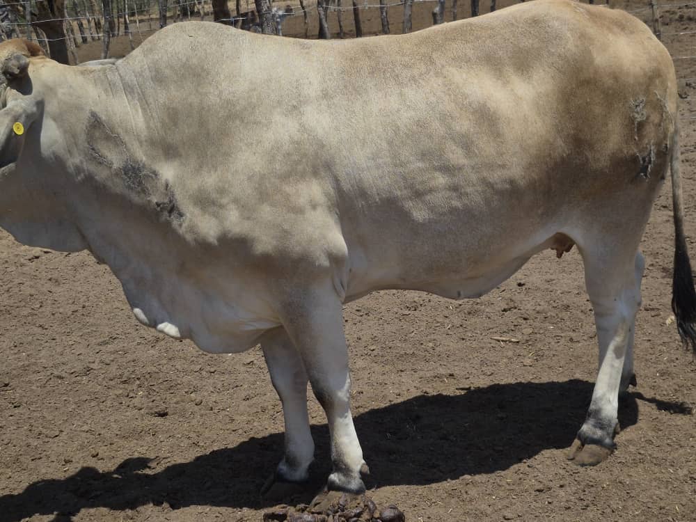 Brahman