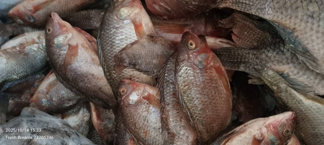 Bream Fish