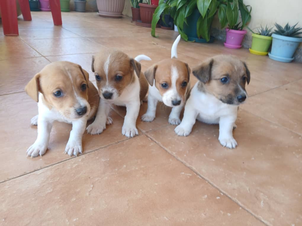 Jack Russell Terrier