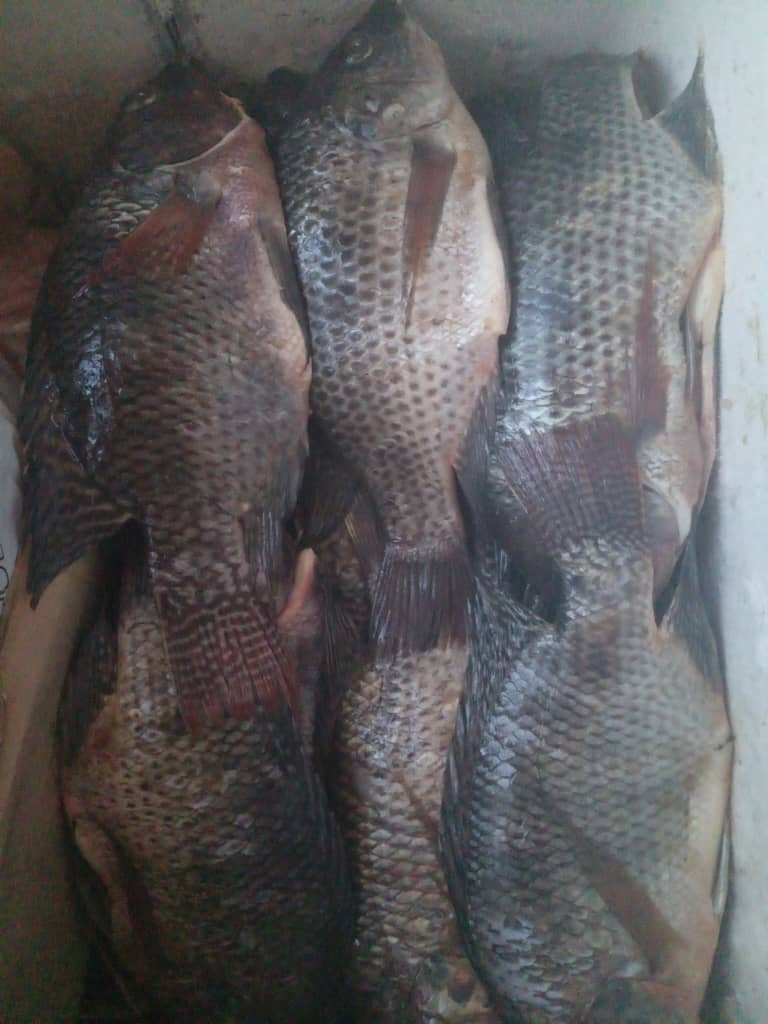 Bream Fish