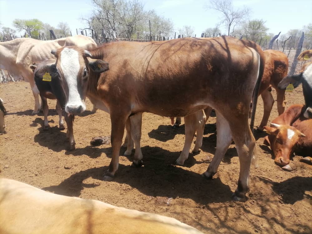 Tswana Cattle