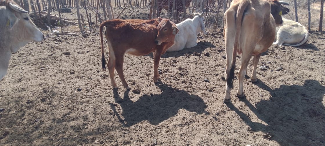 Tswana Cattle