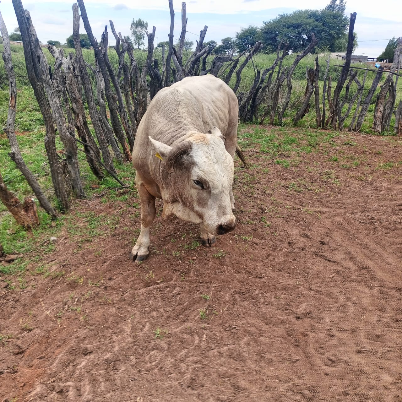 Charolais