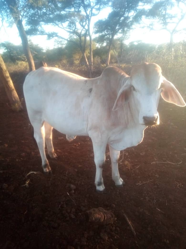 Brahman