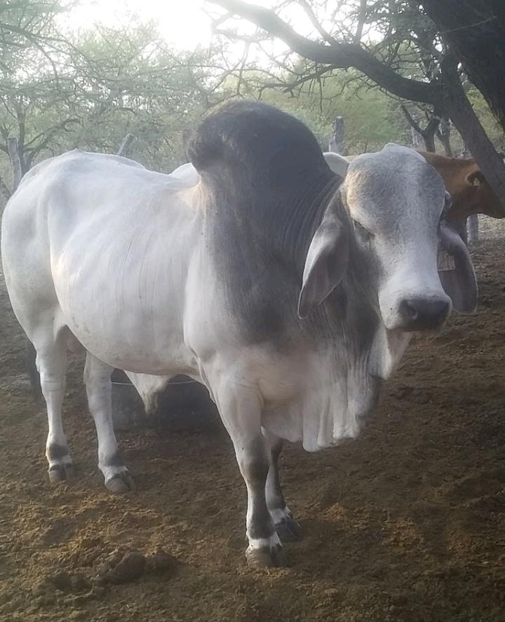 Brahman